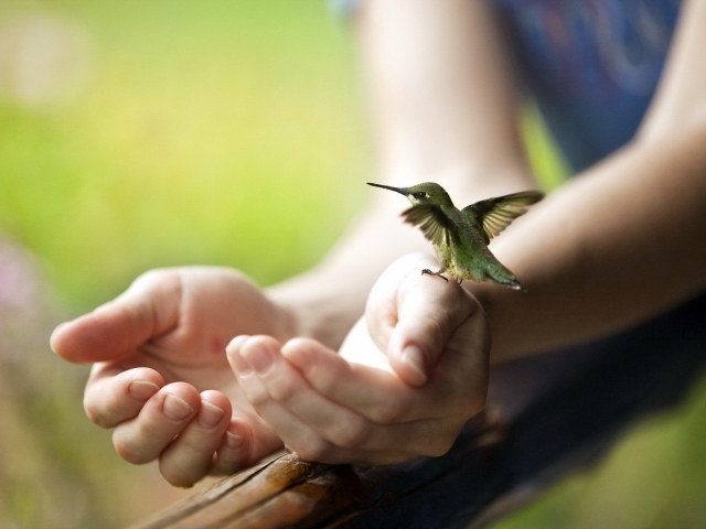 Крошечная колибри на руке