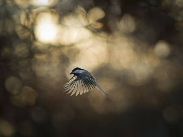 Синица во время полета