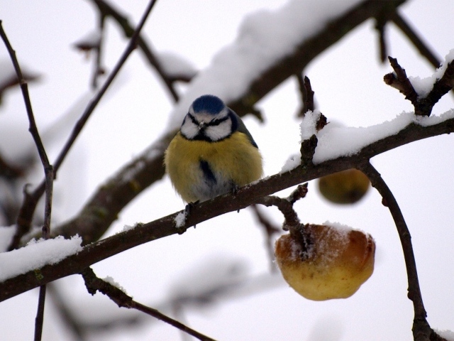 Синица в зимнем саду