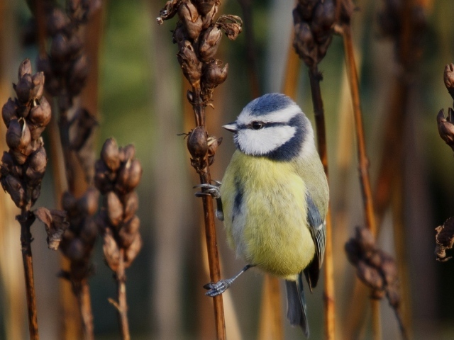 Синица на сухом колоске сорняка