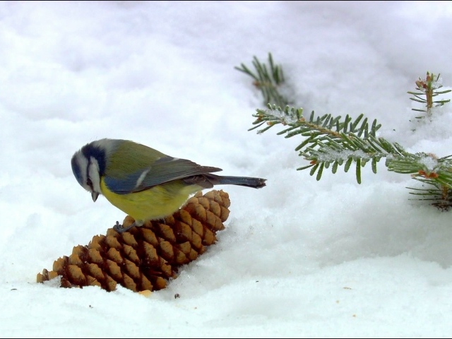 Синица сидит на шишке в снегу
