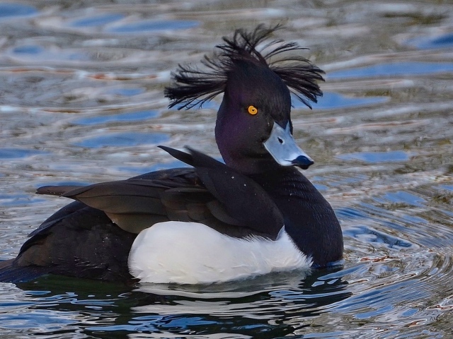 Утка породы хохлатая чернеть