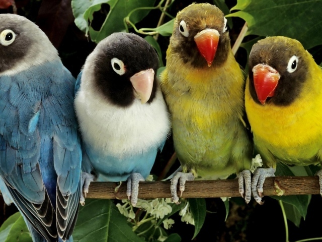 Две пары попугаев