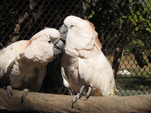 Два розовых попугая в клетке