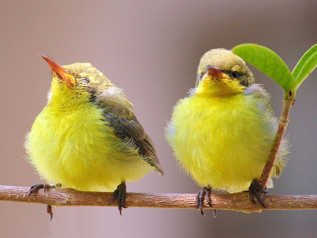 Две гордые желтых птички