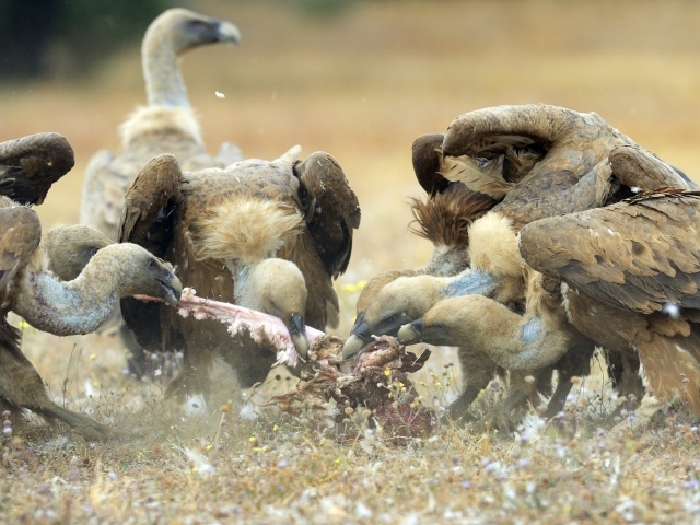 Стервятники нашли добычу