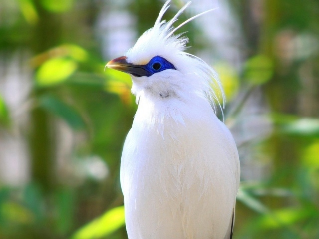 Белая птица на Бали