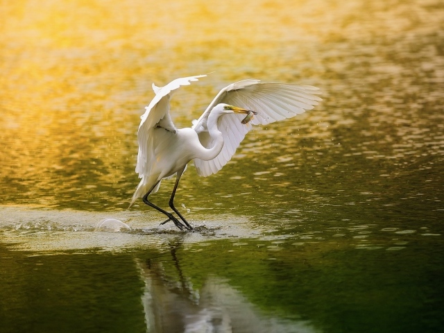 Белая цапля поймала рыбку и собирается улетать