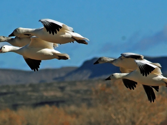 Дикие птицы в полете