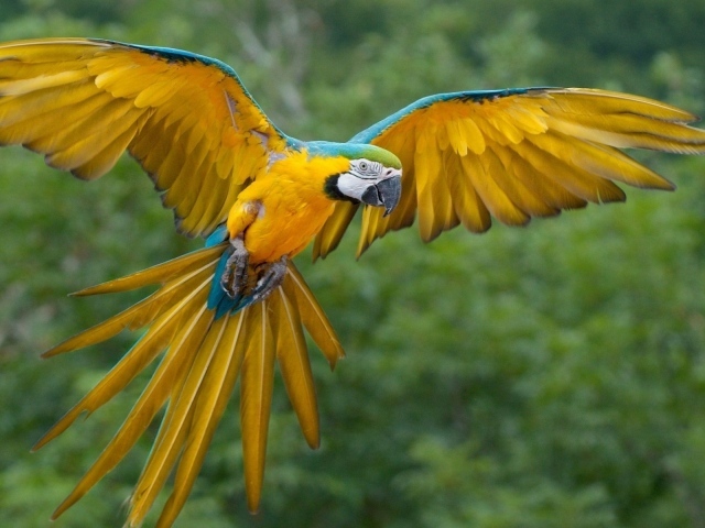 Желтый попугай Ара с синими перьями по краю крыла