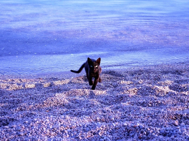Черная кошка бежит по гальке на берегу моря