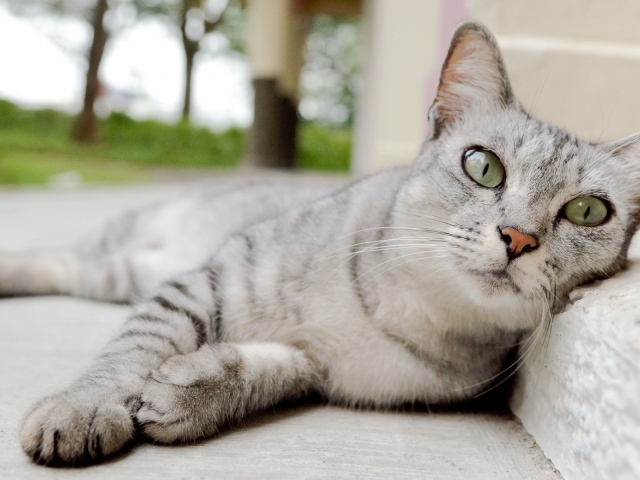 Пепельная кошка с выразительными глазами