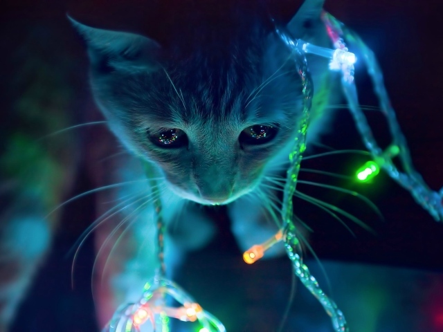 Кот в новогодней гирлянде