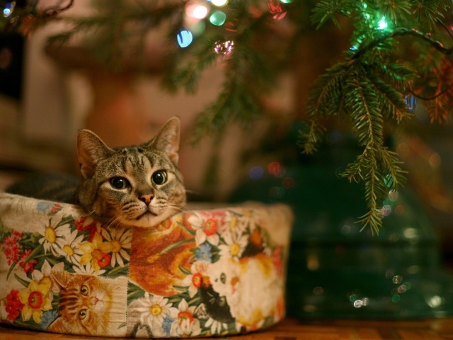 Кот в качестве новогоднего подарка