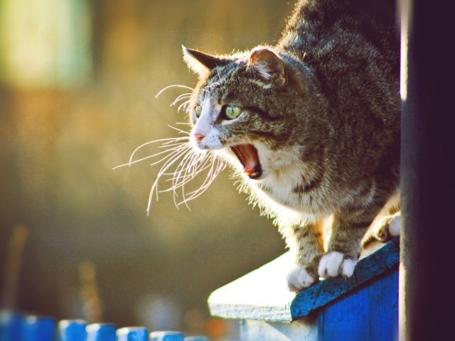 Кот широко разинул пасть