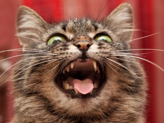 Безумный кот на красном фоне