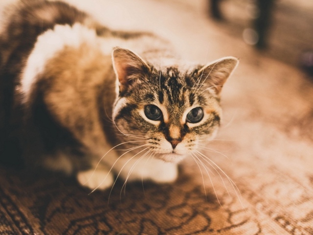 Домашняя кошка сидит на ковре