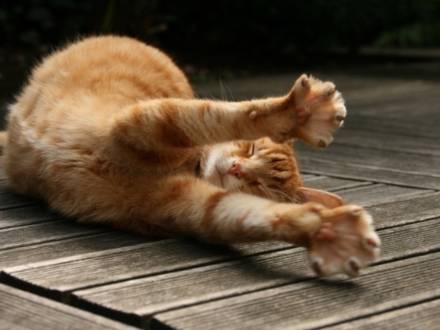 Рыжий кот потягивается на полу