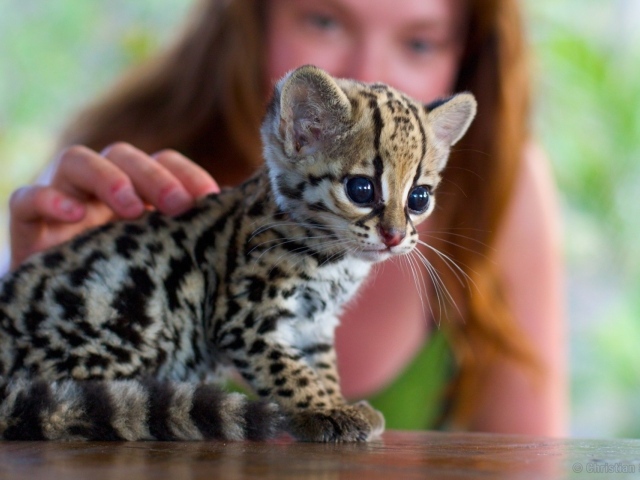 Девушка гладит котенка оцелота
