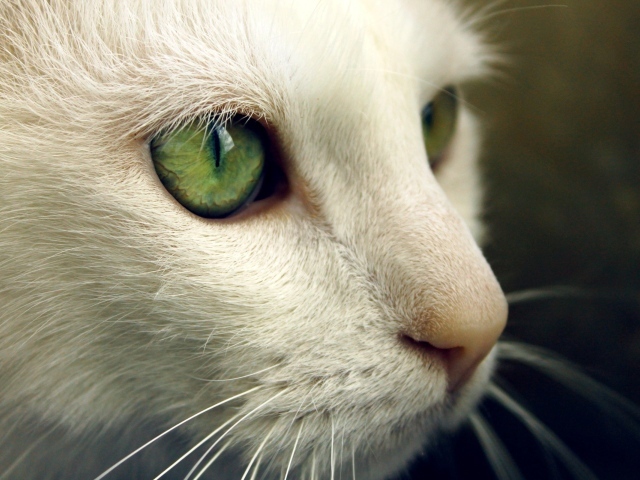 Зеленые глаза на белой морде кота