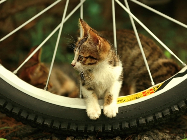 Котенок  в колесе велосипеда
