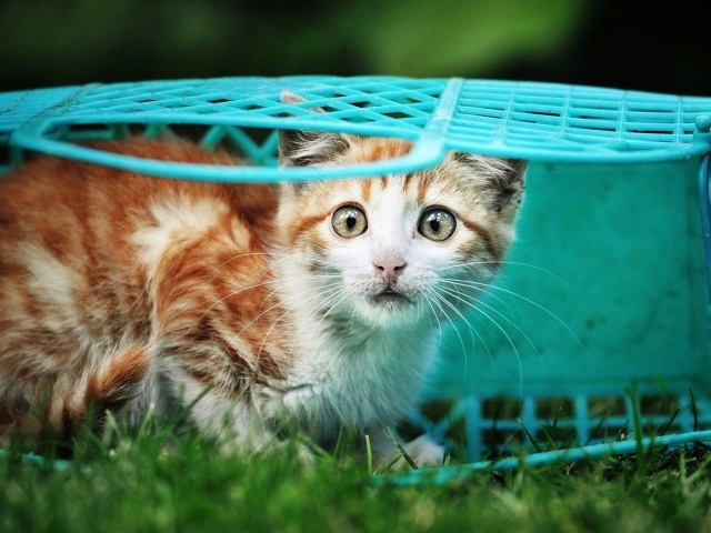 Котенок в голубой корзине