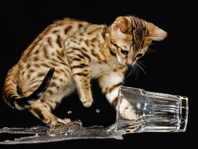 Котенок опрокинул стакан с водой