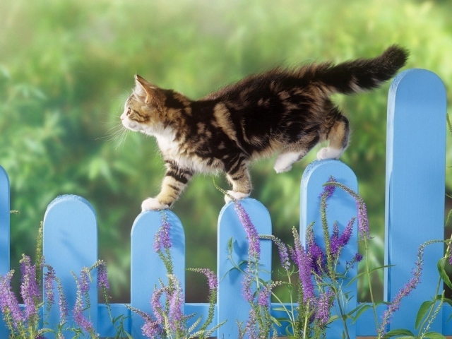 Котенок гуляет по голубому забору
