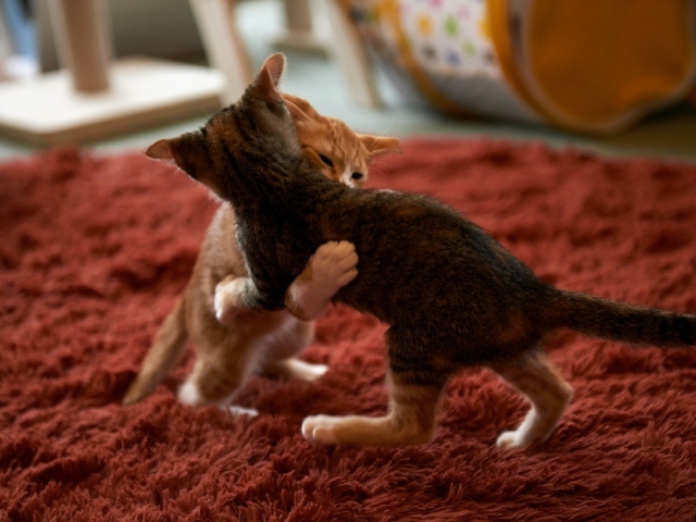 Котята играют на красном ковре