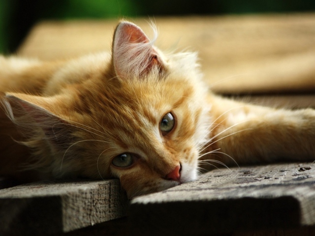 Рыжий кот на серых досках