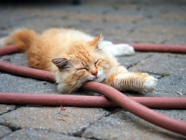 Рыжий кот спит на шланге