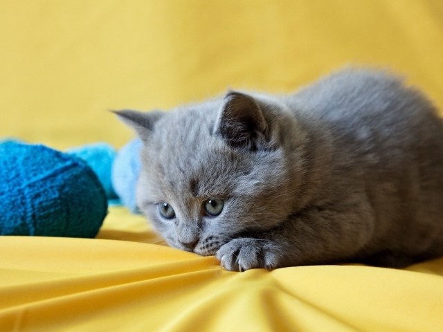 Грустный котенок с голубыми клубками