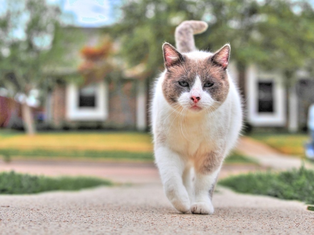 Уличный кот бандит
