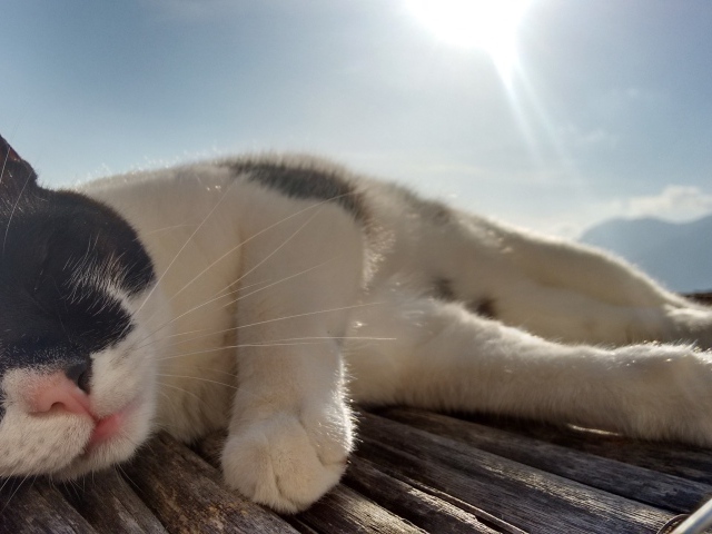 Кот сладко дремлет под лучами солнца