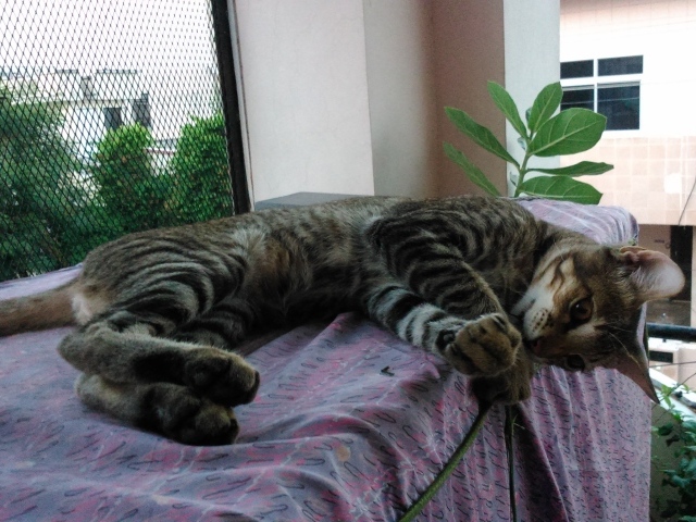 Кот лежит у окна и играет с ниткой