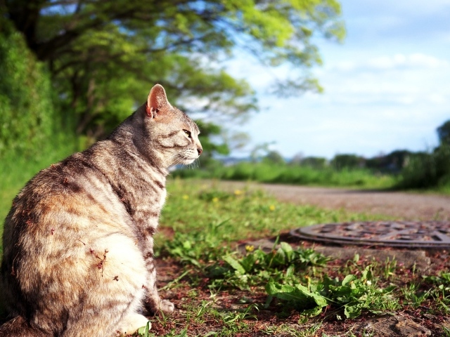 Кот сидит на земле возле люка