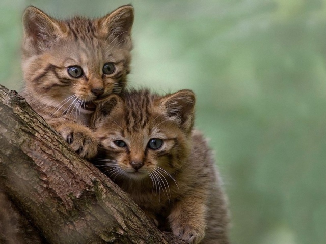 Два котенка на дереве