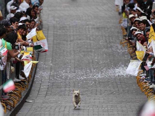 Собака бежит по улице среди людей