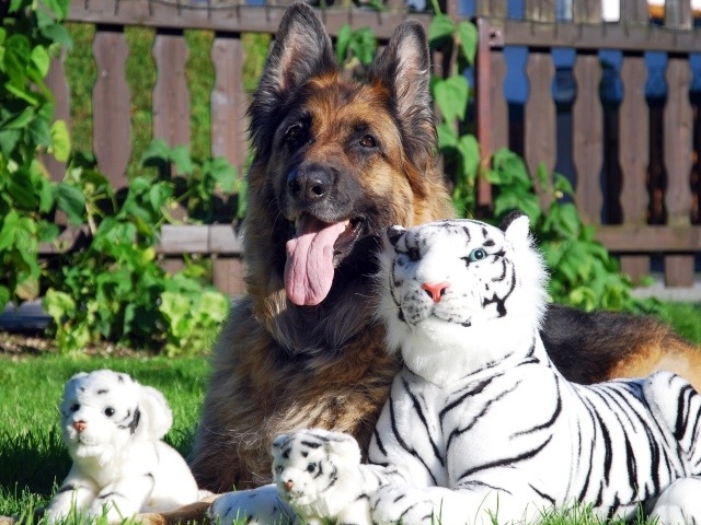 Немецкая овчарка с игрушечными тиграми