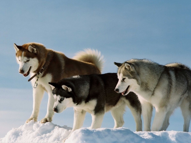 Собаки породы хаски и аляскинский маламут