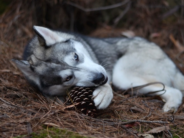Хаски играет шишкой в лесу