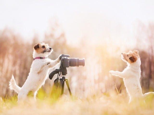 Две собаки фотографы