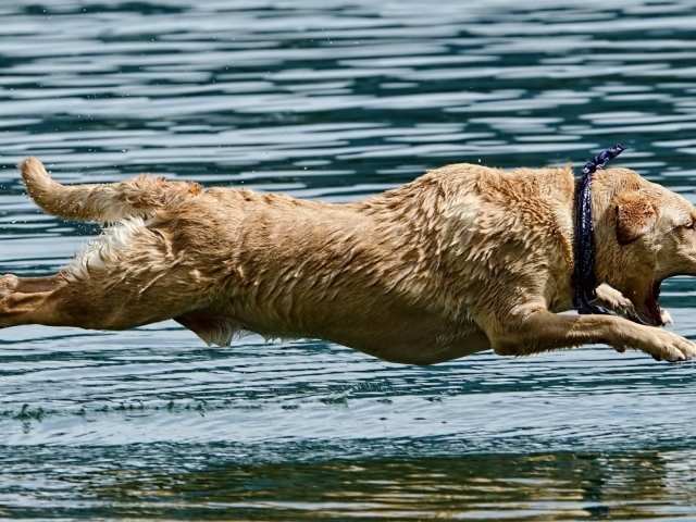 Мокрая собака над водой