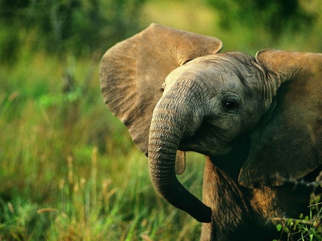 Слоненок идет по траве