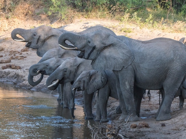 Слоны с маленькими слонятами на водопое