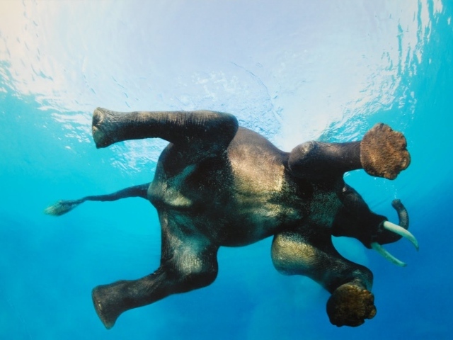 Фото слона в воде снизу