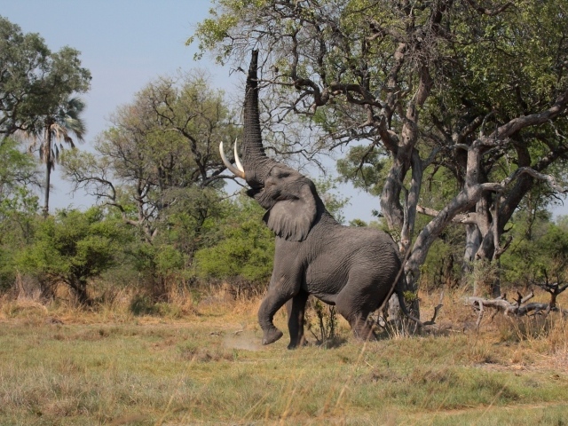 Слон высоко поднял хобот к дереву