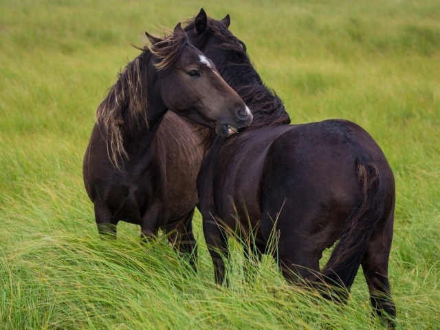 Пара черных лошадей в траве