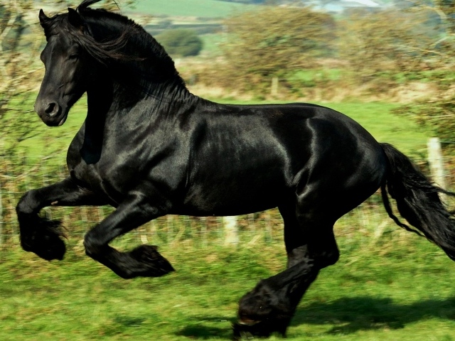Черный как ночь конь