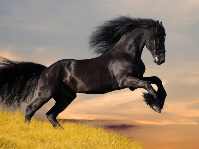 Черный конь с блестящей кожей